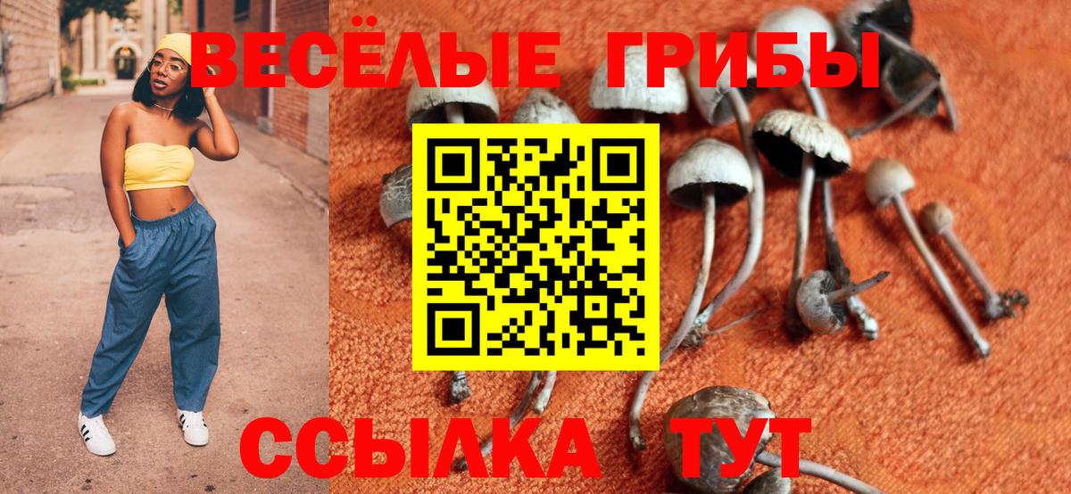Псилоцибиновые грибы Cubensis Сибай